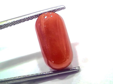 5.80 Ct 6.37 Ratti Natural Untreated Italian Red Coral Moonga AAAAA