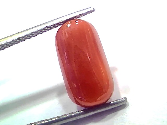 5.80 Ct 6.37 Ratti Natural Untreated Italian Red Coral Moonga AAAAA