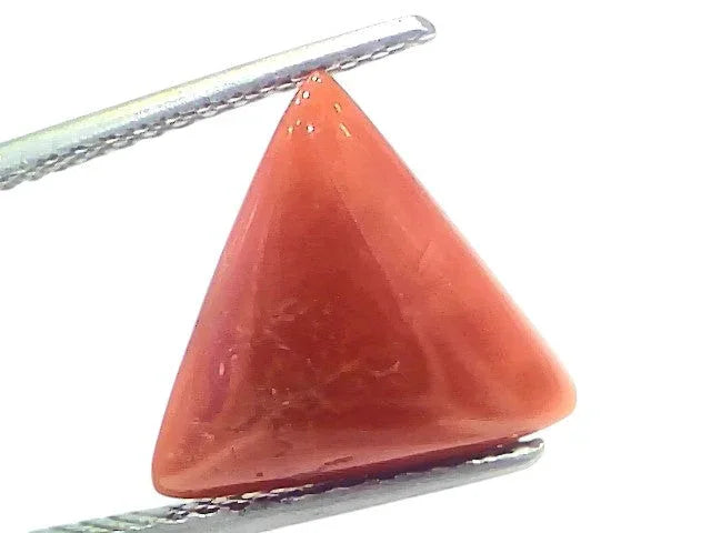 5.85 Ct Natural Italian Triangle Red Coral Trikon Moonga Gemstone - Venus Gems