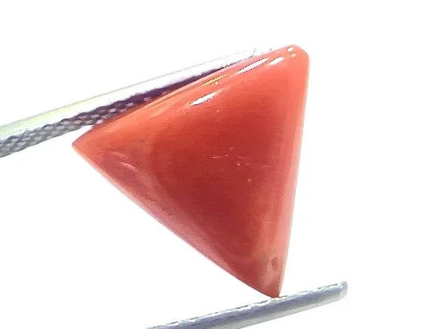 5.85 Ct Natural Italian Triangle Red Coral Trikon Moonga Gemstone - Venus Gems