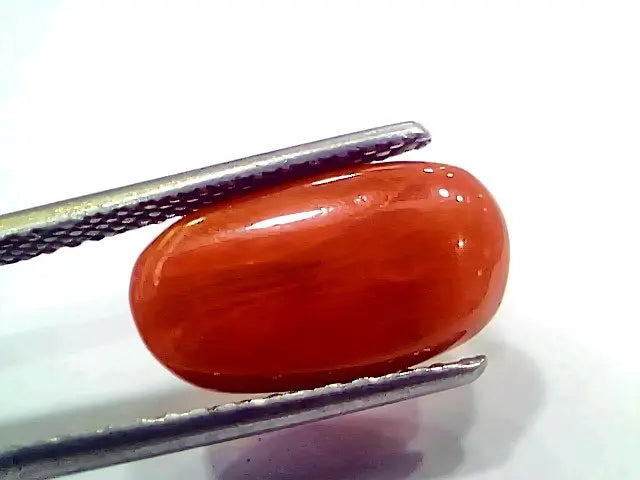 5.85 Ct 6.5 Ratti Natural Italian Red Coral Moonga Gemstone