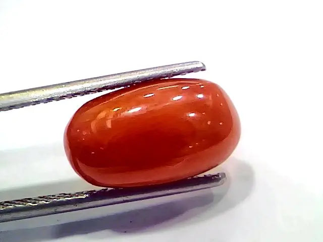 5.85 Ct 6.5 Ratti Natural Italian Red Coral Moonga Gemstone