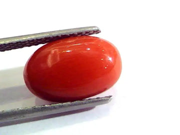 5.87 Ct Untreated Natural Premium Italian Red Coral AAAAA