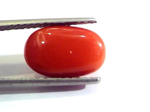 5.87 Ct Untreated Natural Premium Italian Red Coral AAAAA