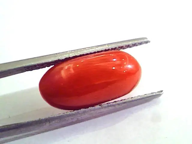 5.85 Carat Natural Italian Red Coral Moonga Gemstone AAAA