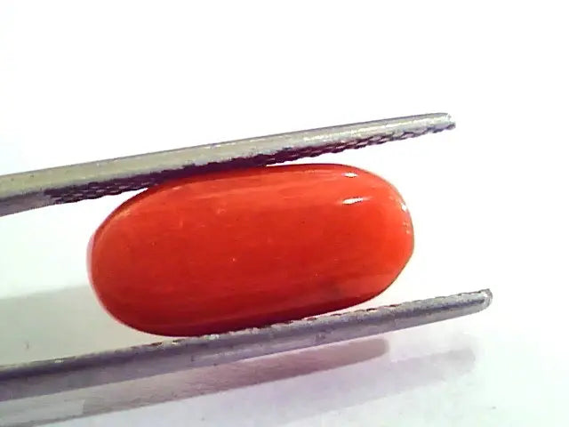 5.85 Carat Natural Italian Red Coral Moonga Gemstone AAAA