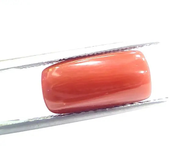 5.85 Ct 9.75 Ratti Natural Italian Red Coral Moonga Gemstone