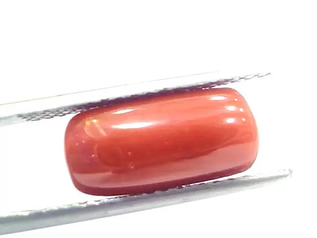 5.85 Ct 9.75 Ratti Natural Italian Red Coral Moonga Gemstone