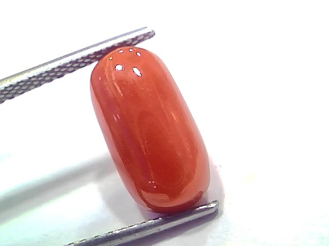 5.86 Ct 6.43 Ratti Natural Untreated Italian Red Coral Moonga AAAAA