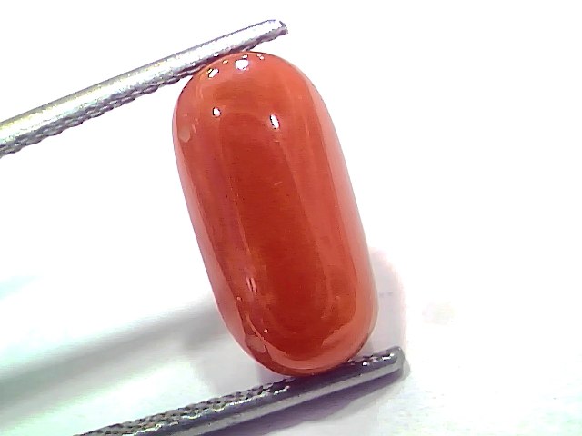 5.86 Ct 6.43 Ratti Natural Untreated Italian Red Coral Moonga AAAAA