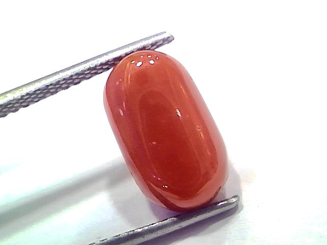 5.89 Ct 6.47 Ratti Natural Untreated Italian Red Coral Moonga AAAAA