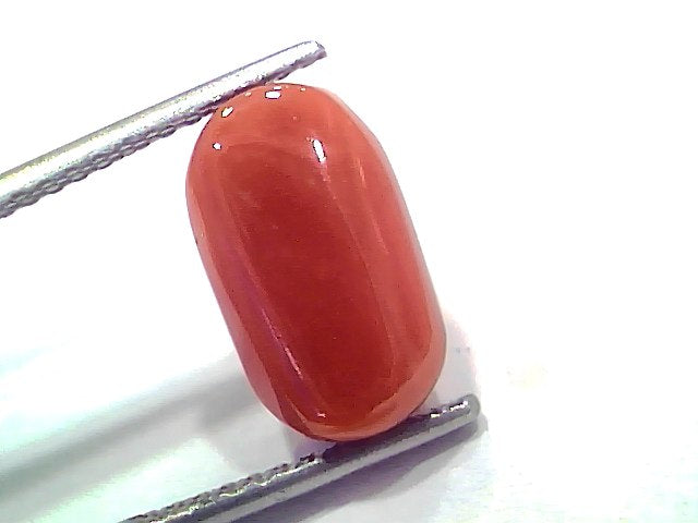 5.89 Ct 6.47 Ratti Natural Untreated Italian Red Coral Moonga AAAAA