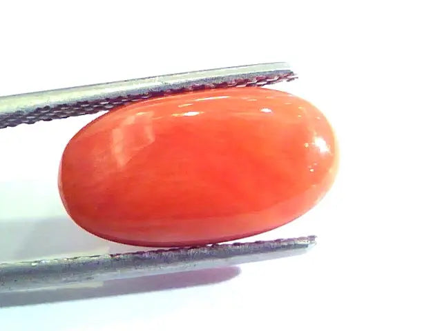 5.98 Ct Untreated Natural Premium Italian Red Coral AAAAA
