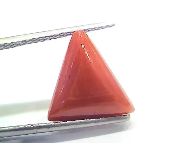 5.92 Ct 6.57 Ratti Natural Italian Triangle Red Coral Moonga Gemstone - Venus Gems
