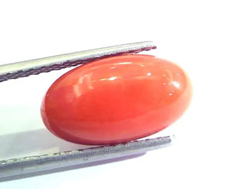 5.98 Ct Untreated Natural Premium Italian Red Coral AAAAA
