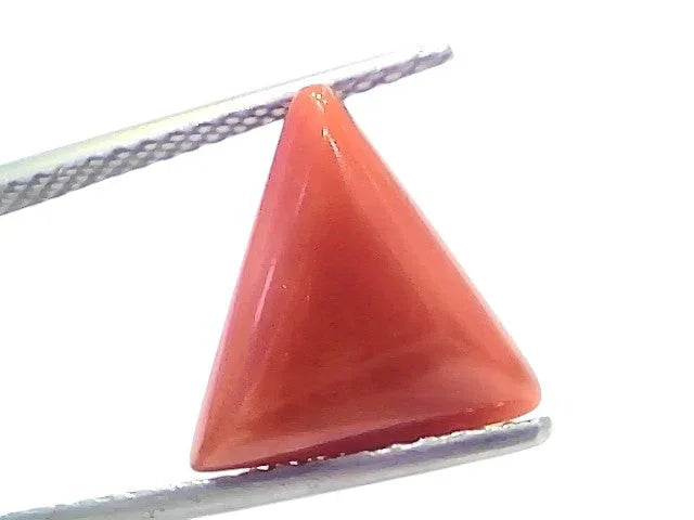 5.96 Ct Natural Italian Triangle Red Coral Trikon Moonga Gemstone - Venus Gems