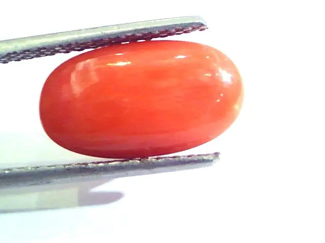 6.04 Ct Untreated Natural Premium Italian Red Coral AAAAA