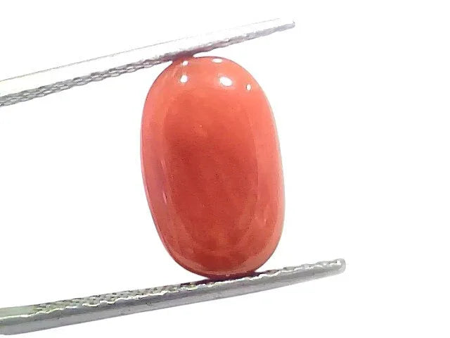 5.98 Ct 6.6 Ratti Natural Untreated Italian Red Coral Moonga Gems - Venus Gems