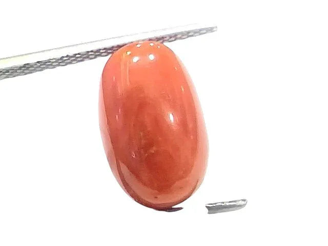 5.98 Ct 6.6 Ratti Natural Untreated Italian Red Coral Moonga Gems - Venus Gems