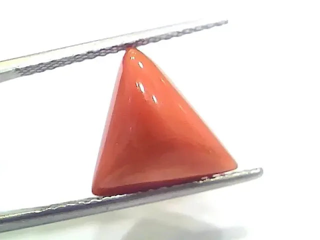 5.97 Ct 6.63 Ratti Natural Italian Triangle Red Coral Moonga Gemstone - Venus Gems