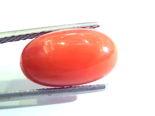 6.04 Ct Untreated Natural Premium Italian Red Coral AAAAA