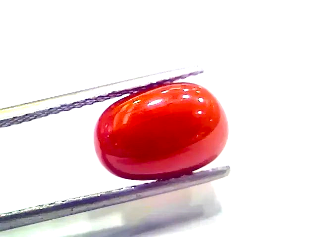 4.93 Ct 5.47 Ratti Natural Italian Red Coral Moonga Gemstone - Venus Gems