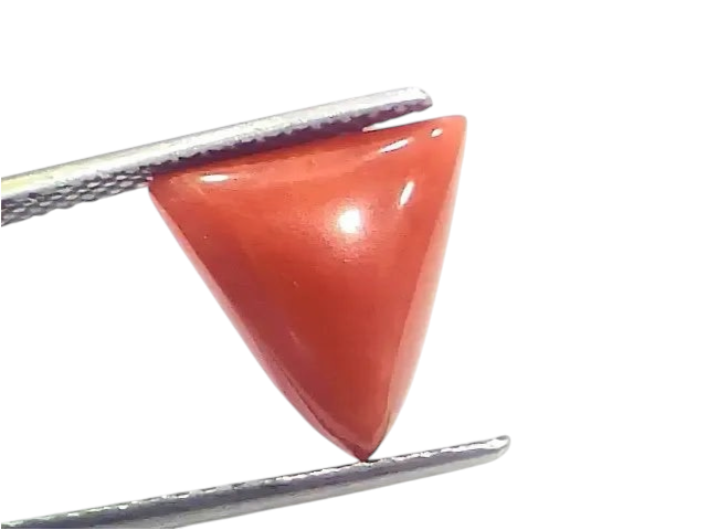 5.73 Ct 6.36 Ratti Natural Italian Triangle Red Coral Moonga Gemstone - Venus Gems
