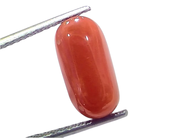Natural untreated Italian red coral gemstone, 5.88 Ct, 6.45 Ratti, smooth oval shape, vibrant red color.