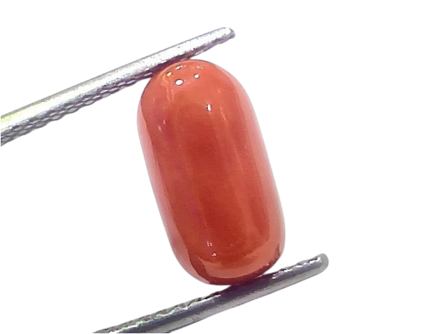 Natural untreated Italian red coral Moonga gemstone, 5.19 Ct, oval shape, displayed between tweezers on a white background.
