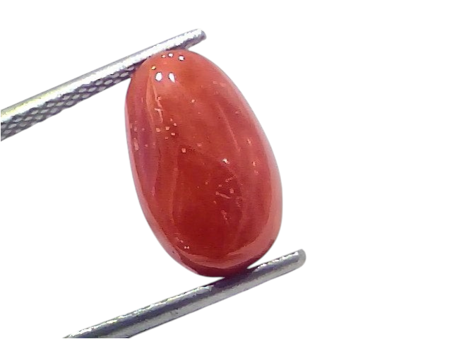 Natural untreated Italian red coral gemstone, 5.78 Ct, oval shape, vibrant red color, held with tweezers.