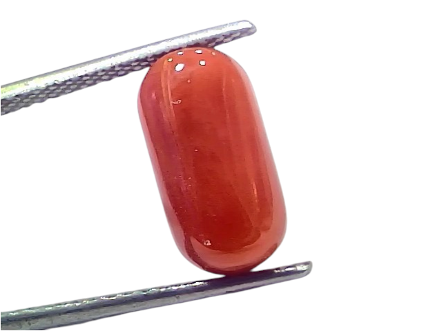 Natural untreated Italian red coral gemstone, 5.82 Ct, smooth oval shape, vibrant orange-red color, held with tweezers.