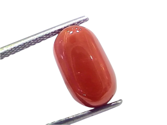 Natural untreated Italian red coral gemstone, 5.89 Ct, 6.47 Ratti, polished with a smooth surface.