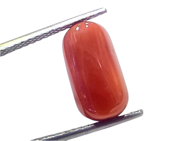 Natural untreated Italian red coral gemstone, 5.82 Ct, smooth oval shape, vibrant orange-red color, held with tweezers.