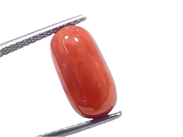 Natural untreated Italian red coral gemstone, 5.88 Ct, 6.45 Ratti, smooth oval shape, vibrant red color.
