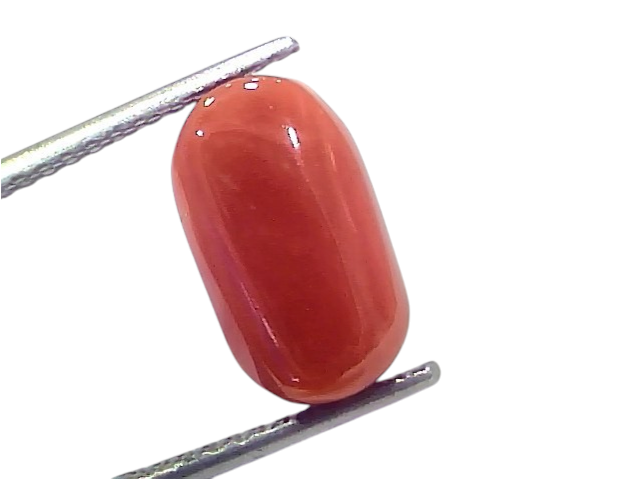 Natural untreated Italian red coral gemstone, 5.89 Ct, 6.47 Ratti, polished with a smooth surface.