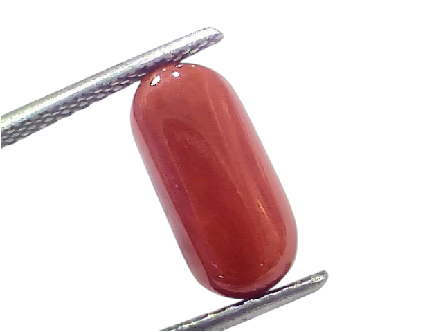 Natural untreated Italian red coral gemstone, 5.12 Ct, polished oval shape, vibrant red color, held with tweezers.