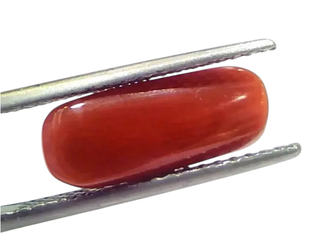 5.21 Ct 5.78 Ratti Natural Untreated Italian Red Coral Moonga Gems - Venus Gems