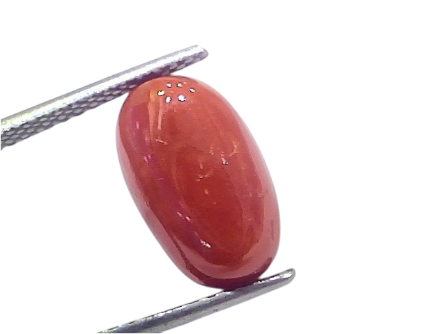 Natural untreated Italian red coral gemstone, 5.78 Ct, oval shape, vibrant red color, held with tweezers.