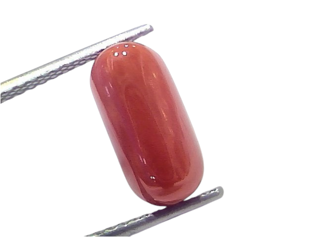 Natural untreated Italian red coral gemstone, 5.12 Ct, polished oval shape, vibrant red color, held with tweezers.