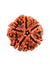 5 Mukhi Rudraksha Nepal - Original Certified Bead for Health & Peace