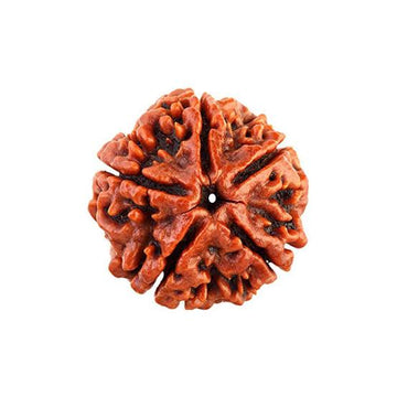 5 Mukhi Rudraksha bead from Venus Gems, featuring a natural, textured surface with five distinct facets. Original certified f