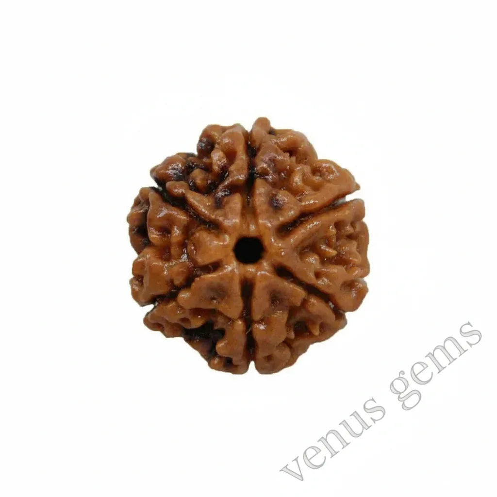 6 Mukhi Nepali Rudraksha Natural and Certified - Venus Gems