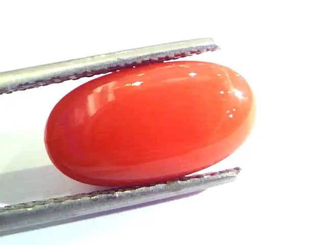 6.09 Ct Untreated Natural Premium Italian Red Coral AAAAA