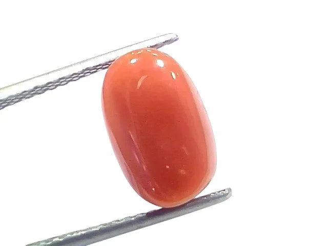6.03 Ct 6.6 Ratti Natural Untreated Italian Red Coral Moonga Gems - Venus Gems