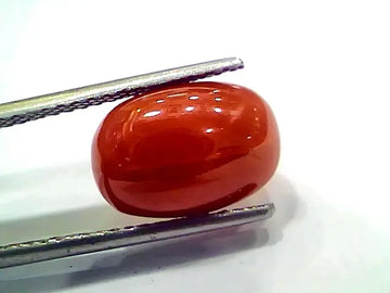 5.97 Ct 10 Ratti Natural Italian Red Coral Moonga Gemstone