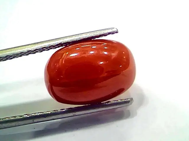 5.97 Ct 10 Ratti Natural Italian Red Coral Moonga Gemstone