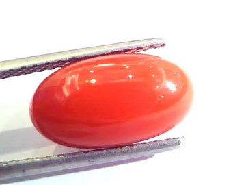 6.09 Ct Untreated Natural Premium Italian Red Coral AAAAA