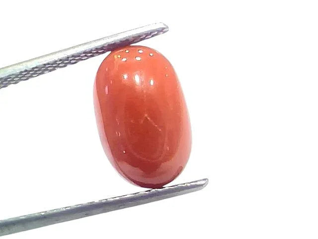 6.03 Ct 6.6 Ratti Natural Untreated Italian Red Coral Moonga Gems - Venus Gems