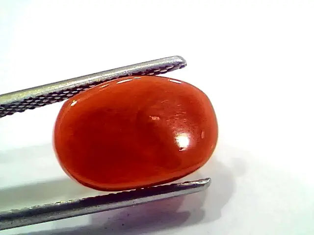 5.97 Ct 10 Ratti Natural Italian Red Coral Moonga Gemstone