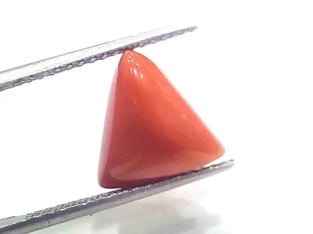 6.09 Ct 6.76 Ratti Natural Italian Triangle Red Coral Moonga Gemstone - Venus Gems